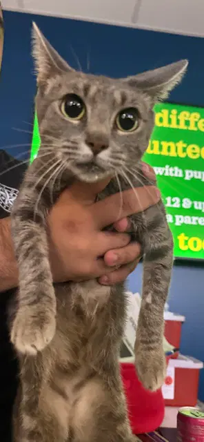 Plum - Domestic Short Hair