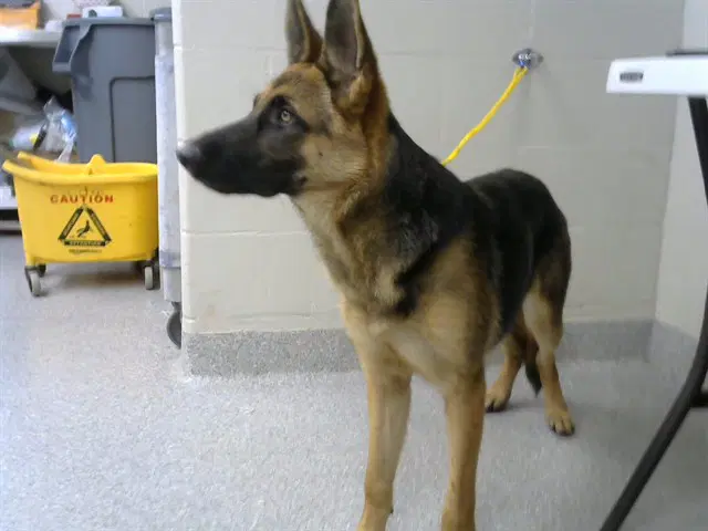 Ivy - German Shepherd Dog