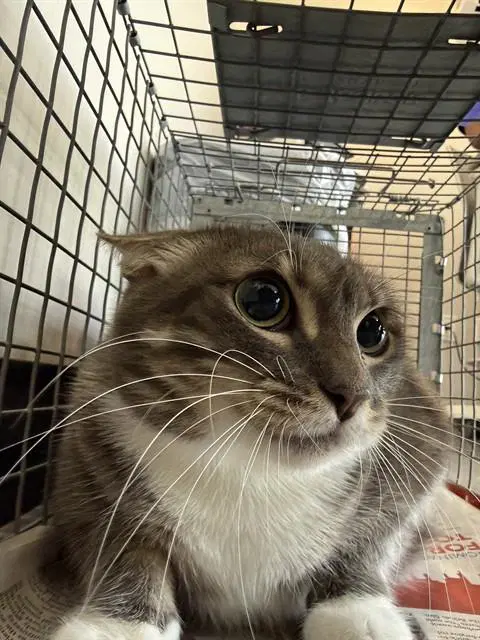 Luna - Domestic Short Hair