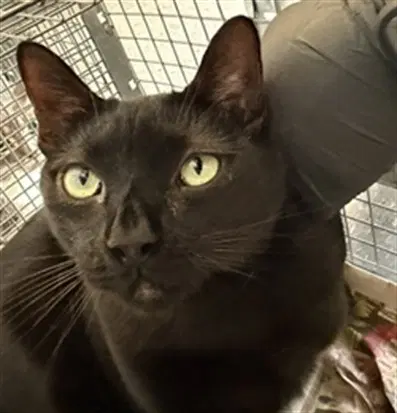 Pancho - Domestic Short Hair