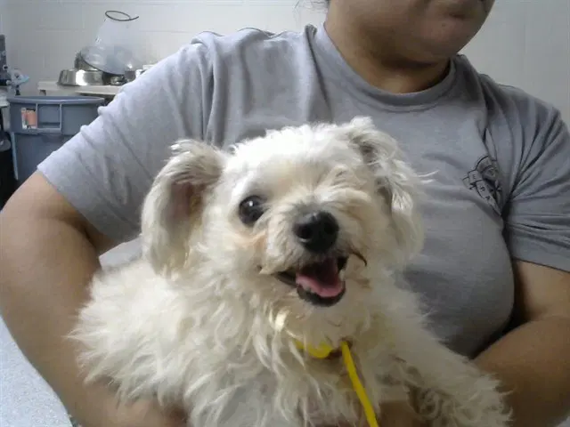 Vivi - Maltese
