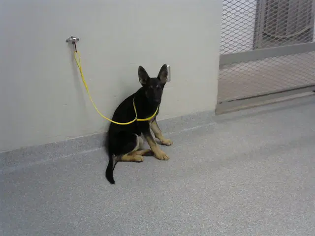 Eliza - German Shepherd Dog