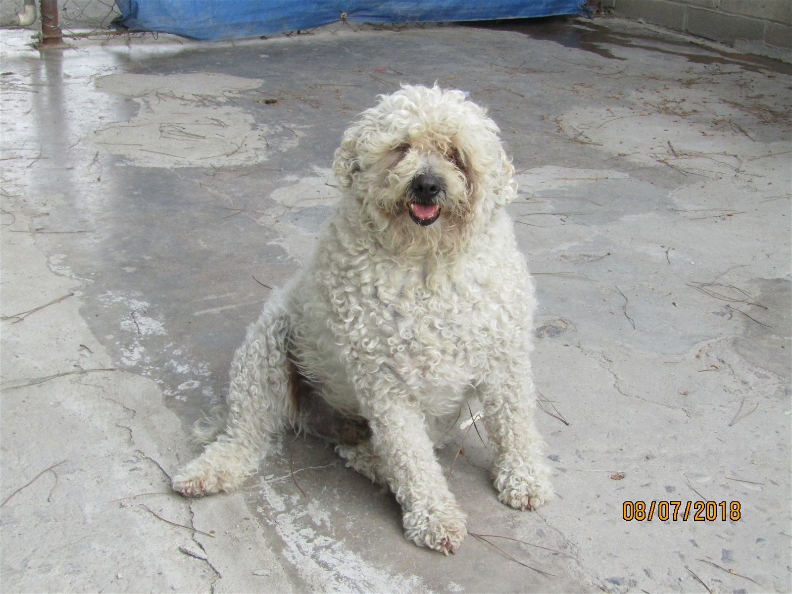 adoptable Dog in San Diego, CA named Berta