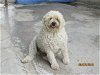 adoptable Dog in  named Berta