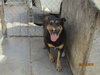Rocky - Photo 2