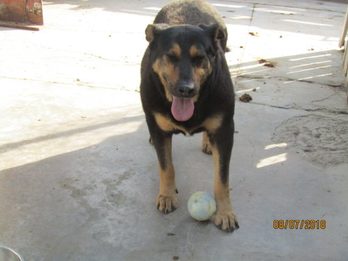 Rocky photo 3