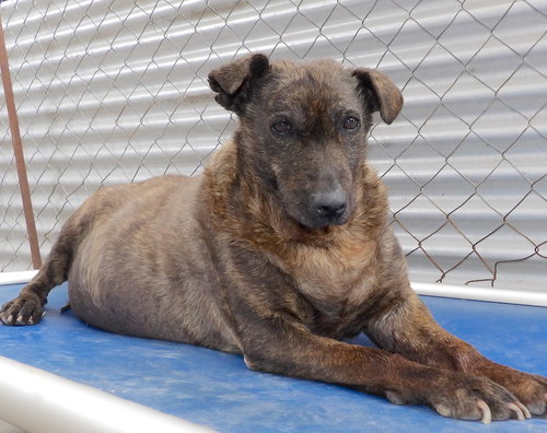 HELEN - Shepherd available for adoption