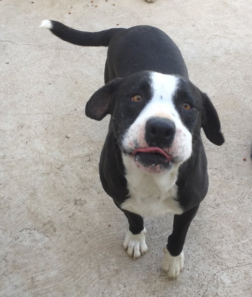 HERCULES - Border Collie / Pit Bull Terrier available for adoption