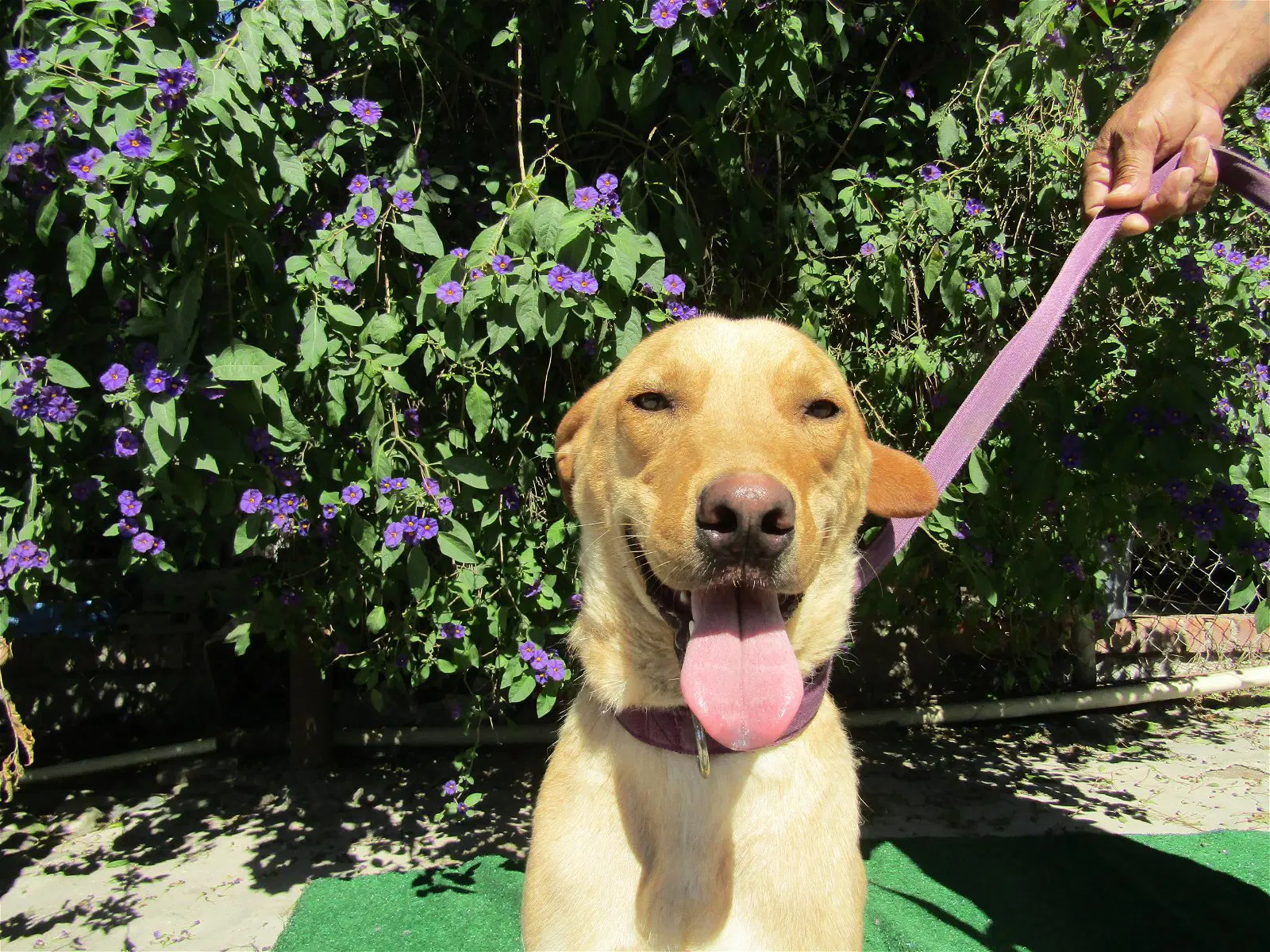 Stellaq - Golden Retriever