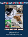 adoptable Dog in  named Dogs need homes