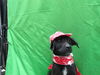 adoptable Dog in san diego, CA named Arayass
