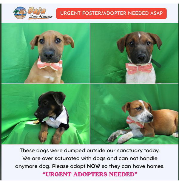 Abandoned street dogs