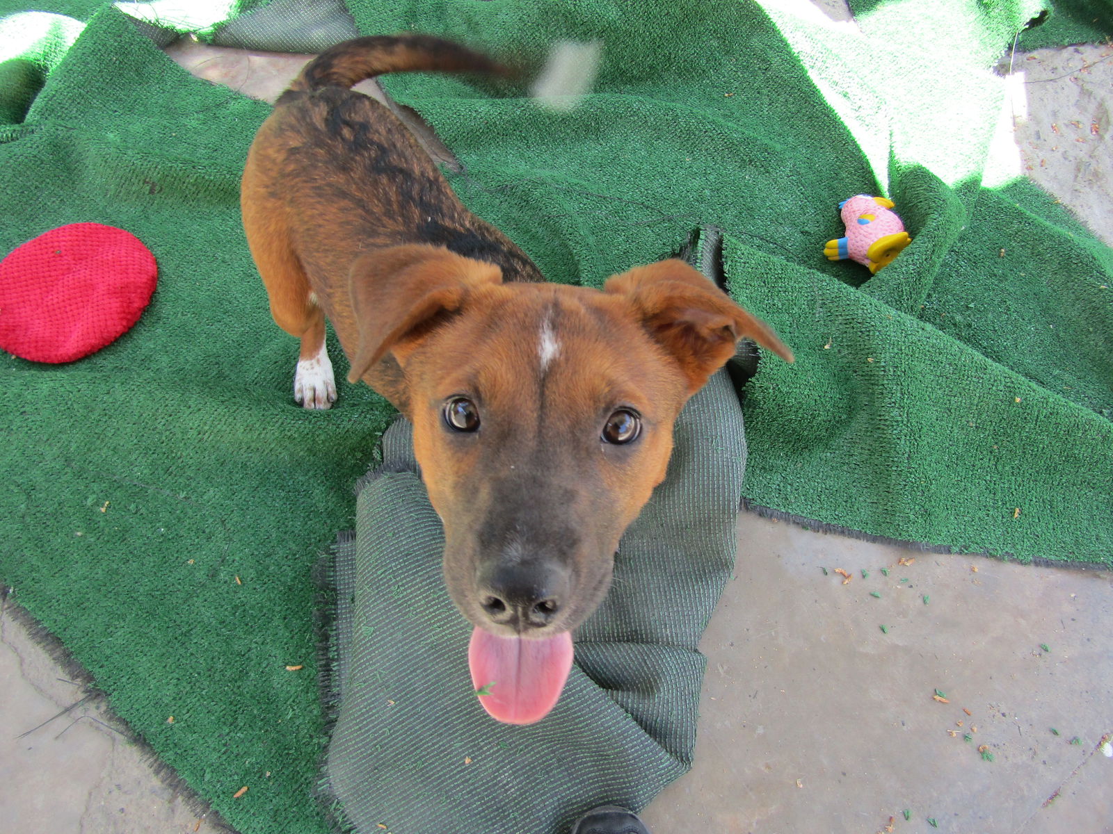 adoptable Dog in San Diego, CA named shirley2