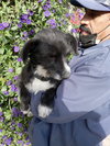 Suzii - Photo 2