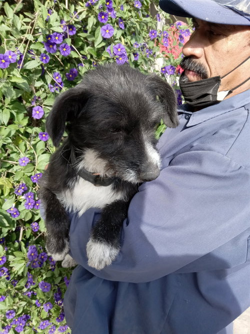 SUZII - Schnauzer / Terrier available for adoption