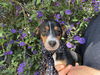 adoptable Dog in  named Roberto