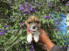 adoptable Dog in  named marisoll