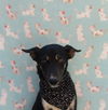 adoptable Dog in  named Blueel