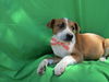 adoptable Dog in  named Ginger,.,