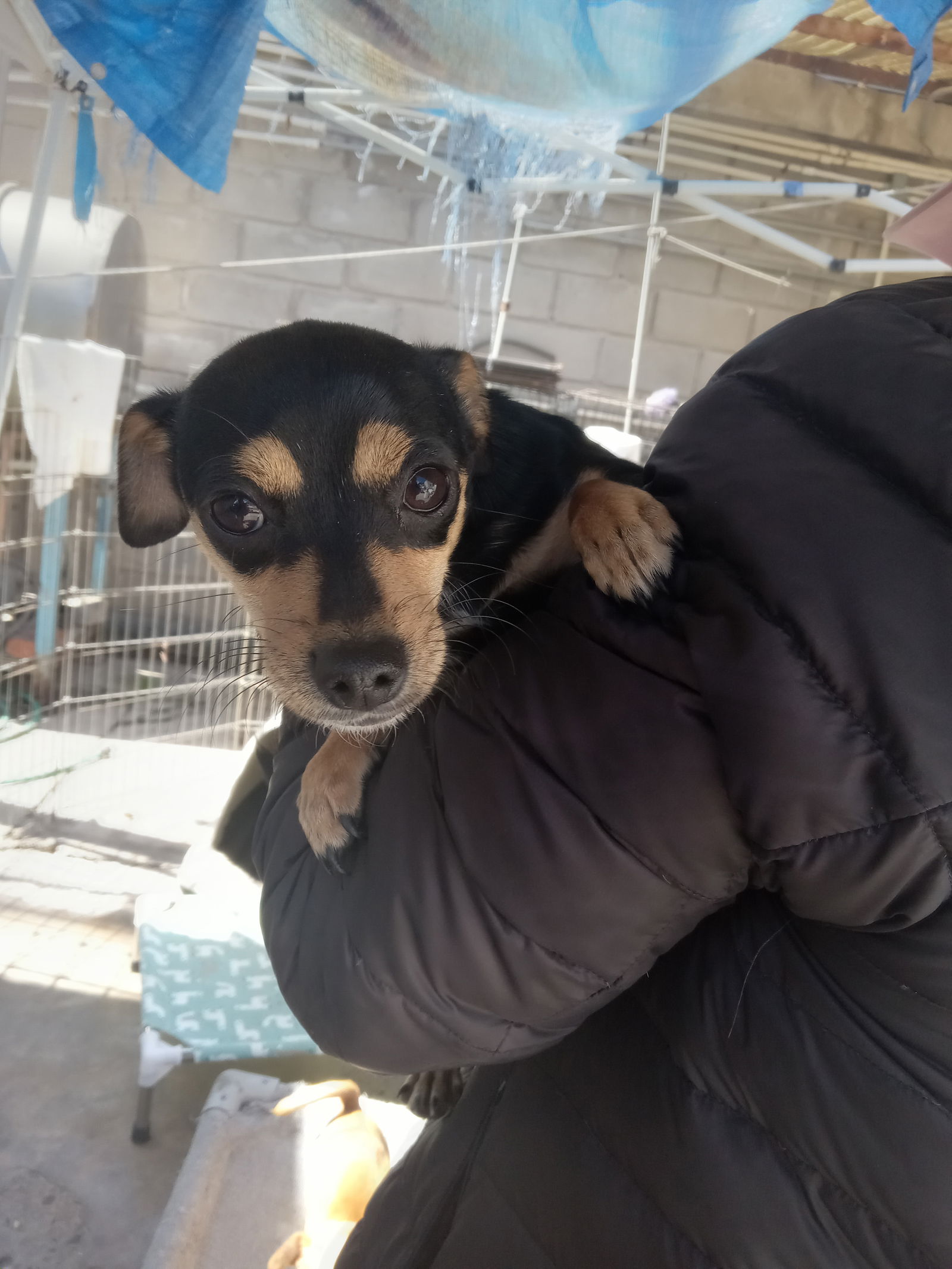 adoptable Dog in San Diego, CA named Shirley