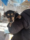 adoptable Dog in  named Shirley