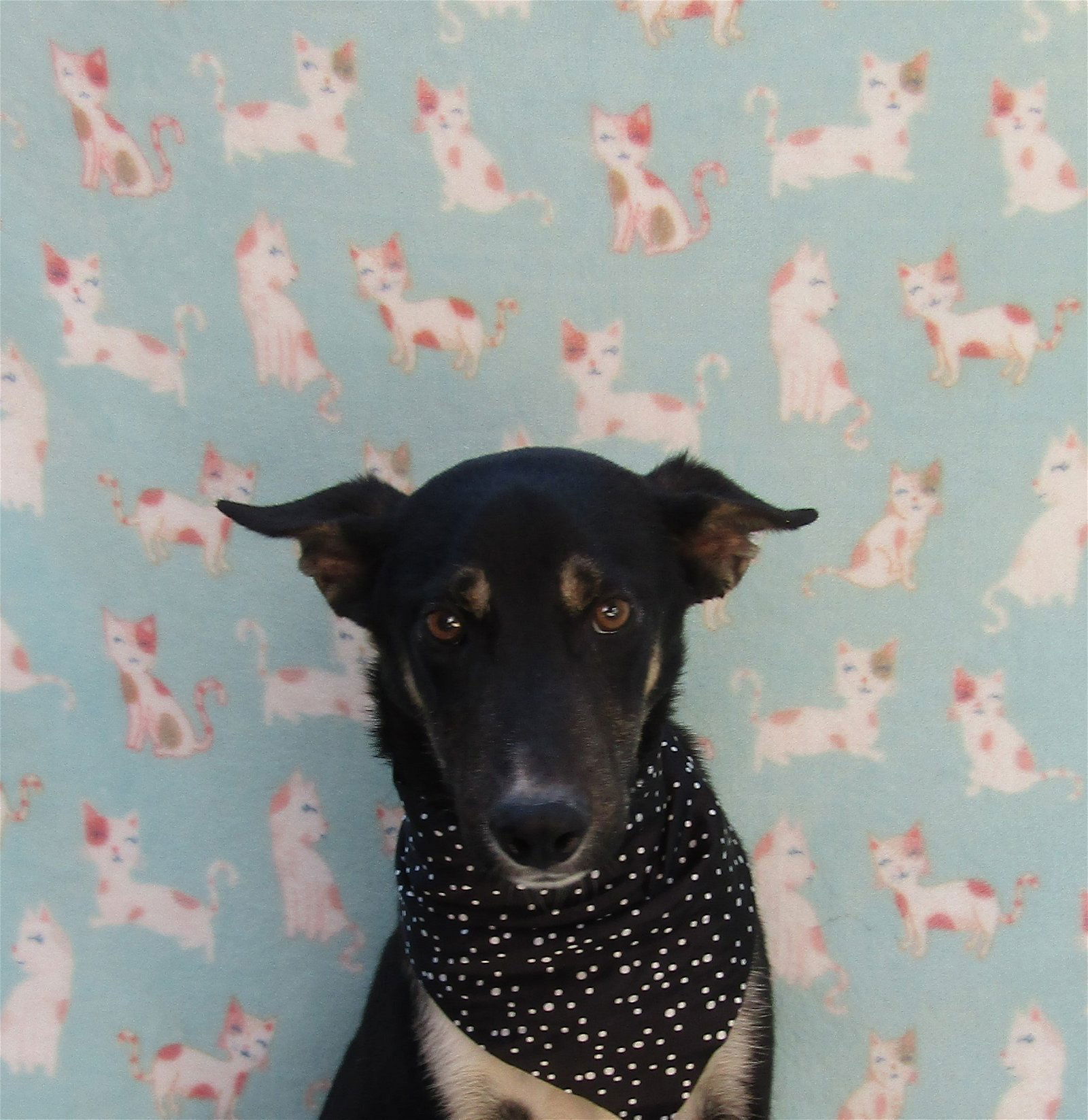 adoptable Dog in San Diego, CA named Bluee