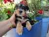 adoptable Dog in  named Julia