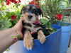 adoptable Dog in  named Julkiaa