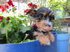 adoptable Dog in San Diego, CA named Bambii