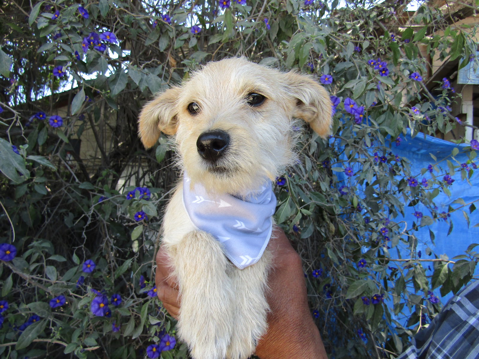 adoptable Dog in San Diego, CA named Bear