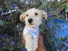 adoptable Dog in  named Bear