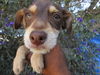 adoptable Dog in  named Joey