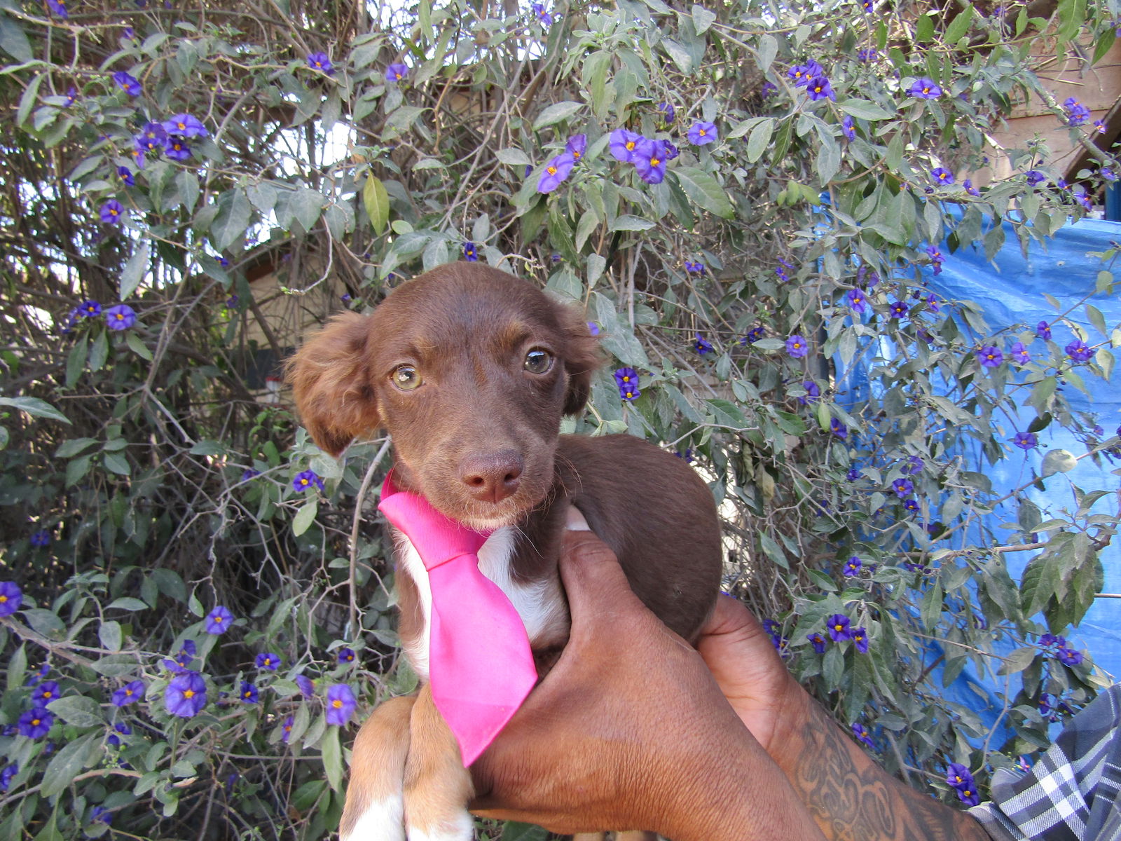 adoptable Dog in San Diego, CA named Sara