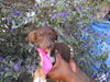 adoptable Dog in  named Sara