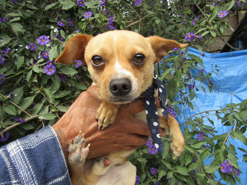picture of the dog needing adoption