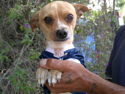 CHARLES,,, - Chihuahua available for adoption