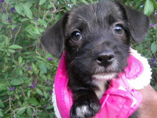 picture of the dog needing adoption