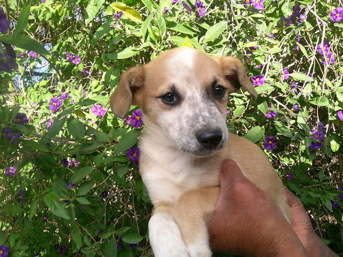 Suzii, an adoptable Terrier in San Diego, CA