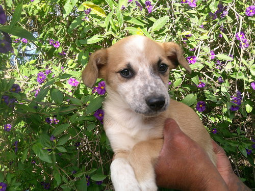 Suzyy, an adoptable Terrier in San Diego, CA