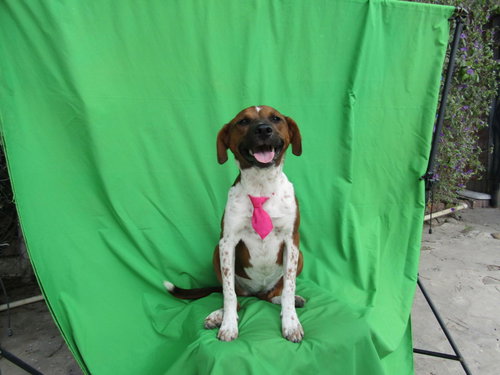 Ginger,, photo 2