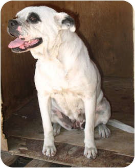 BLANCA - Pit Bull Terrier available for adoption
