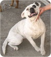 Blanca - Photo 3