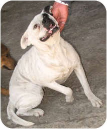 Blanca photo 4