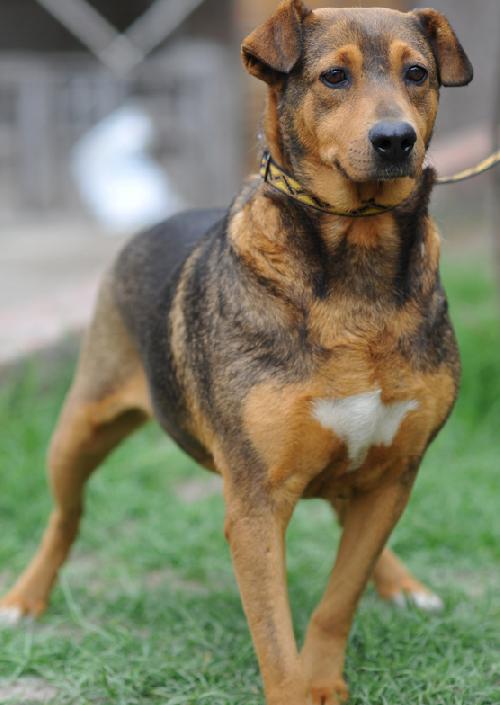 CASSIE - Shepherd / Beagle available for adoption