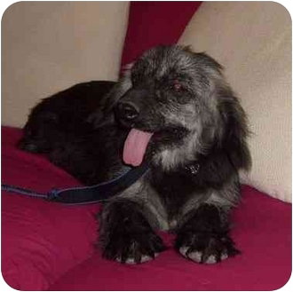 TIKINA - Terrier / Cocker Spaniel available for adoption