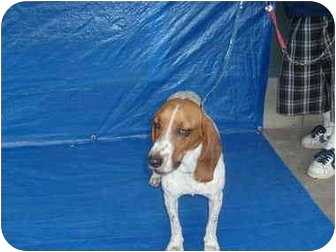 TESHA - Basset Hound available for adoption