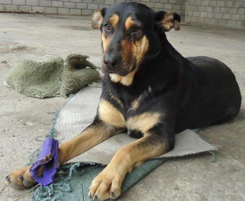 ALICE - Shepherd available for adoption