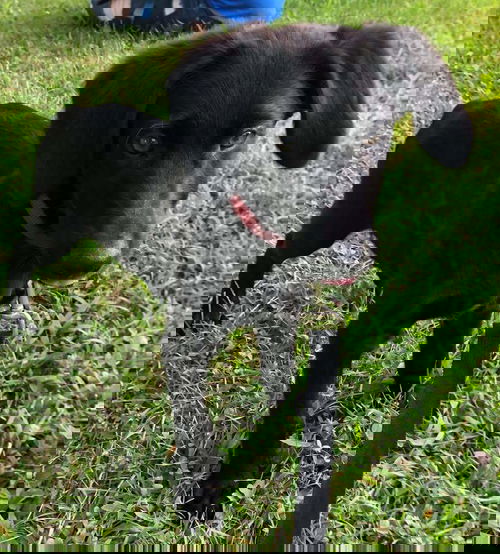 Kermit