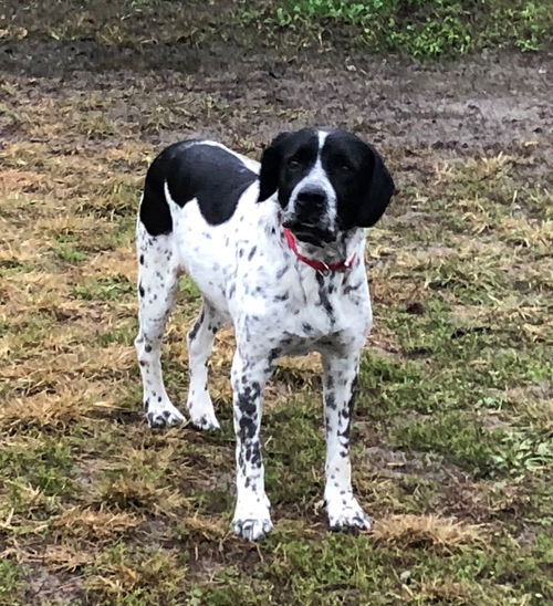 Pepper