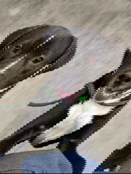 Teko